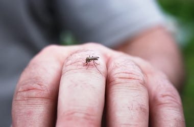 Mosquitoes
