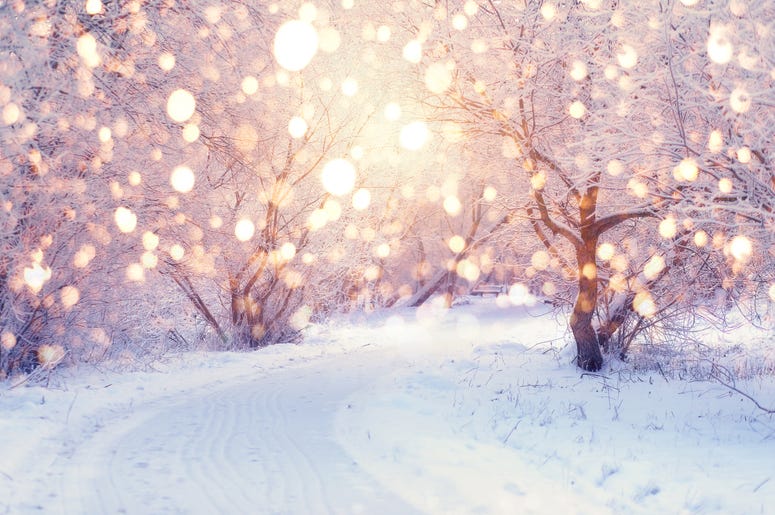 Forrest Covered In Snow