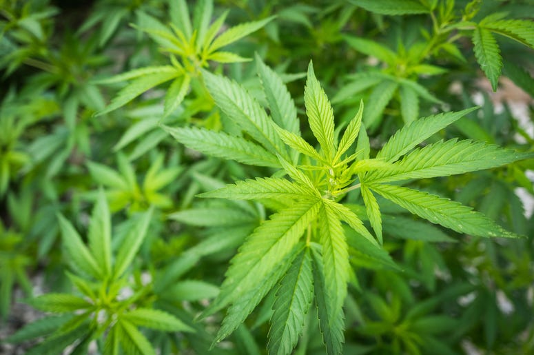 Medical marijuana dispensaries will open in Virginia. Medical marijuana dispensaries will open in Virginia.