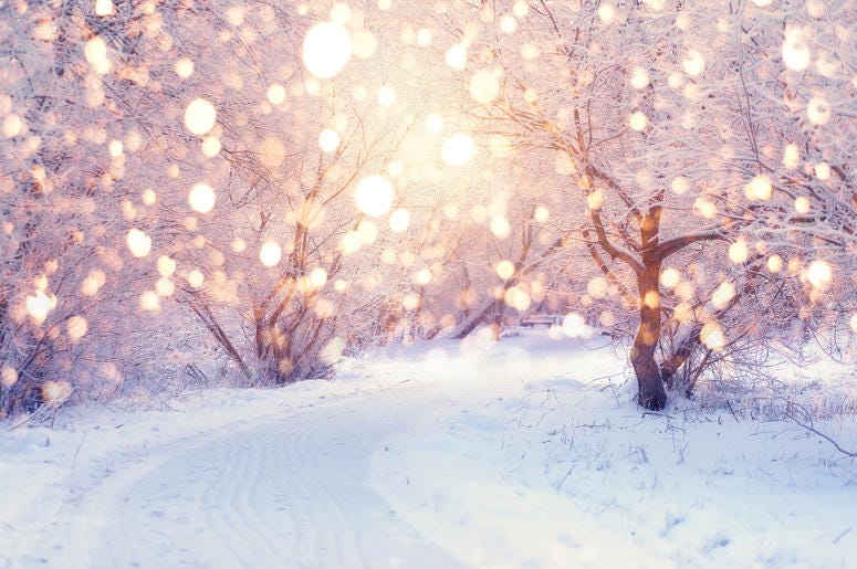Forrest Covered In Snow