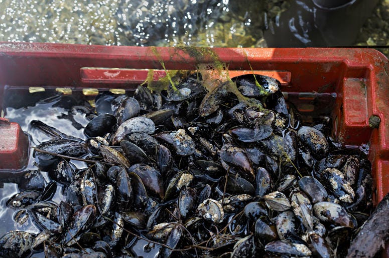 Mussles will be used to help clean up the Anacostia River. Mussles will be used to help clean up the Anacostia River.