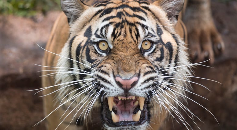 tiger