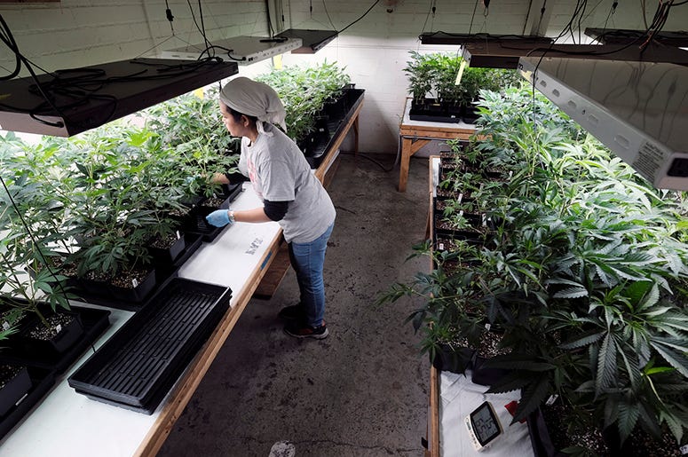 In this Dec. 27, 2018 file photo a grower attends to a crop of young marijuana plants in Gardena, Calif. Marijuana_Weed_Social_Justice_Reform