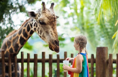 Zoos