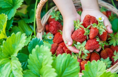 Strawberries - Pick Your Own