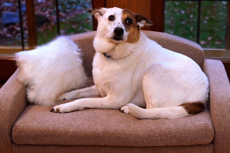 Tiny Couch For Dogs