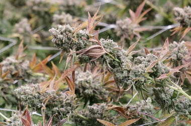 Marijuana