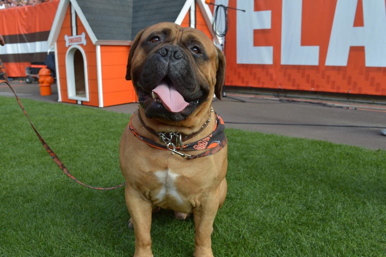 Swagger browns mascot