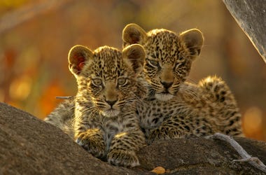 Leopard Cubs