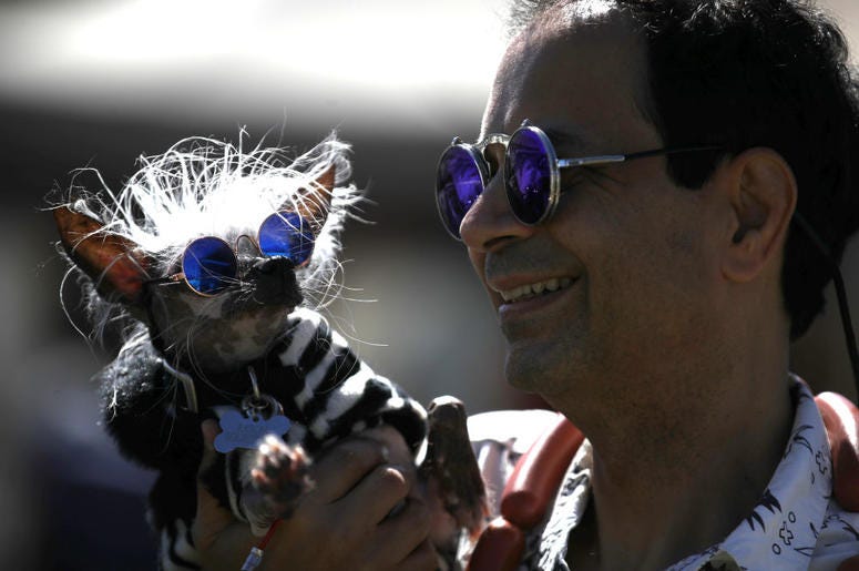 PETALUMA, CALIFORNIA - JUNE 21: Dan Andrew holds his dog Rascal before the start of the World's Ugliest Dog contest at the Marin-Sonoma County Fair on June 21, 2019 in Petaluma, California. Ugly dogs from across the country participate in the World's Ugli PETALUMA, CALIFORNIA - JUNE 21: Dan Andrew holds his dog Rascal before the start of the World's Ugliest Dog contest at the Marin-Sonoma County Fair on June 21, 2019 in Petaluma, California. Ugly dogs from across the country participate in the World's Ugli