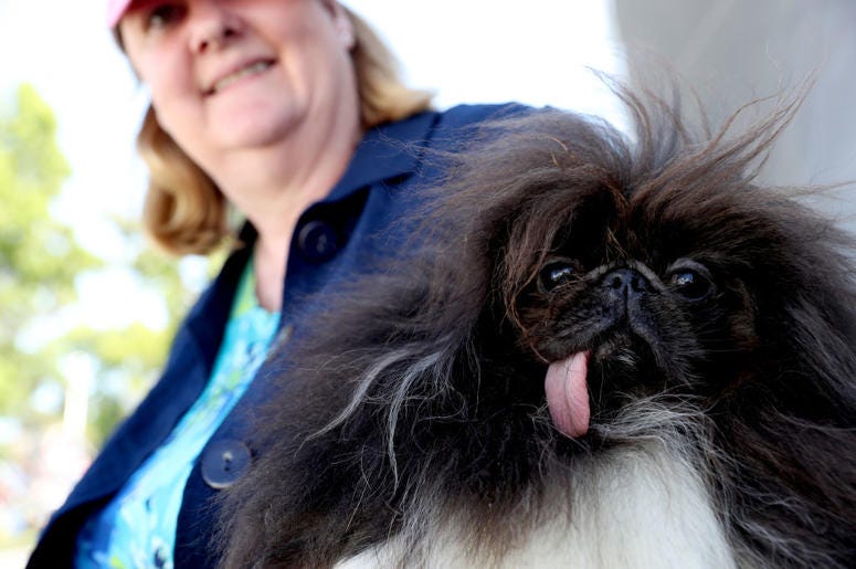 PETALUMA, CALIFORNIA - JUNE 21: Ann Lewis holds her dog Wild Thang before the start of the World's Ugliest Dog contest at the Marin-Sonoma County Fair on June 21, 2019 in Petaluma, California. Ugly dogs from across the country participate in the World's U PETALUMA, CALIFORNIA - JUNE 21: Ann Lewis holds her dog Wild Thang before the start of the World's Ugliest Dog contest at the Marin-Sonoma County Fair on June 21, 2019 in Petaluma, California. Ugly dogs from across the country participate in the World's U