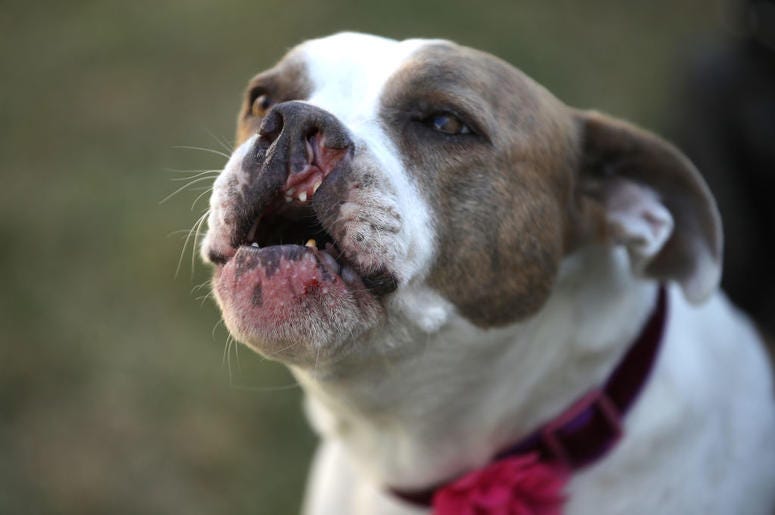 PETALUMA, CALIFORNIA - JUNE 21: A dog named Puka howls before the start of the World's Ugliest Dog contest at the Marin-Sonoma County Fair on June 21, 2019 in Petaluma, California. Ugly dogs from across the country participate in the World's Ugliest Dog c PETALUMA, CALIFORNIA - JUNE 21: A dog named Puka howls before the start of the World's Ugliest Dog contest at the Marin-Sonoma County Fair on June 21, 2019 in Petaluma, California. Ugly dogs from across the country participate in the World's Ugliest Dog c