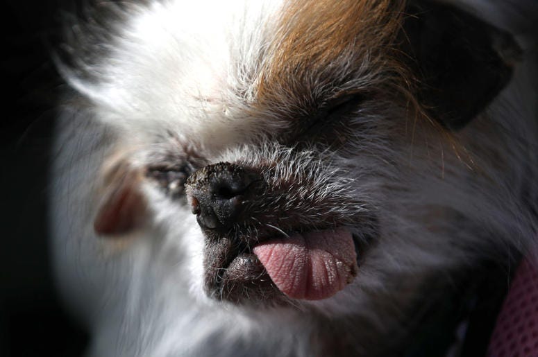 PETALUMA, CALIFORNIA - JUNE 21: A dog named Tee Tee looks on before the start of the World's Ugliest Dog contest at the Marin-Sonoma County Fair on June 21, 2019 in Petaluma, California. Ugly dogs from across the country participate in the World's Ugliest PETALUMA, CALIFORNIA - JUNE 21: A dog named Tee Tee looks on before the start of the World's Ugliest Dog contest at the Marin-Sonoma County Fair on June 21, 2019 in Petaluma, California. Ugly dogs from across the country participate in the World's Ugliest