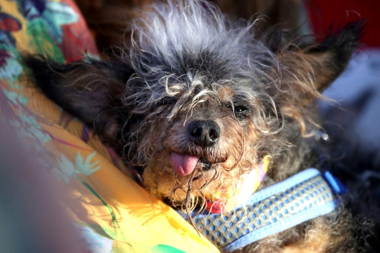 PETALUMA, CALIFORNIA - JUNE 21: A dog Scamp the Tramp looks on after winning the World's Ugliest Dog contest at the Marin-Sonoma County Fair on June 21, 2019 in Petaluma, California. A dog named Scamp the Tramp from Santa Rosa, California won the annual W PETALUMA, CALIFORNIA - JUNE 21: A dog Scamp the Tramp looks on after winning the World's Ugliest Dog contest at the Marin-Sonoma County Fair on June 21, 2019 in Petaluma, California. A dog named Scamp the Tramp from Santa Rosa, California won the annual W