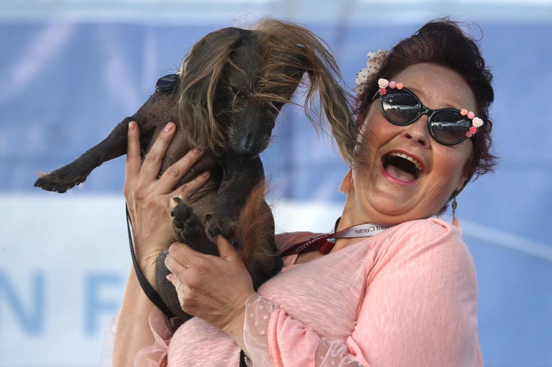 PETALUMA, CALIFORNIA - JUNE 21: Heather Wilson holds her dog Himisaboo during the World's Ugliest Dog contest at the Marin-Sonoma County Fair on June 21, 2019 in Petaluma, California. A dog named Scamp the Tramp from Santa Rosa, California won the annual PETALUMA, CALIFORNIA - JUNE 21: Heather Wilson holds her dog Himisaboo during the World's Ugliest Dog contest at the Marin-Sonoma County Fair on June 21, 2019 in Petaluma, California. A dog named Scamp the Tramp from Santa Rosa, California won the annual