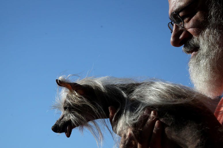 PETALUMA, CALIFORNIA - JUNE 21: A contestant walks off stage during the World's Ugliest Dog contest at the Marin-Sonoma County Fair on June 21, 2019 in Petaluma, California. A dog named Scamp the Tramp from Santa Rosa, California won the annual World's Ug PETALUMA, CALIFORNIA - JUNE 21: A contestant walks off stage during the World's Ugliest Dog contest at the Marin-Sonoma County Fair on June 21, 2019 in Petaluma, California. A dog named Scamp the Tramp from Santa Rosa, California won the annual World's Ug