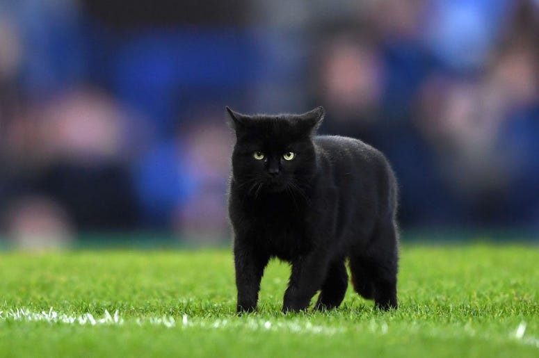 Black Cat Football Field black cat on football field