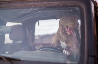 Dog Driving Truck dog driving truck