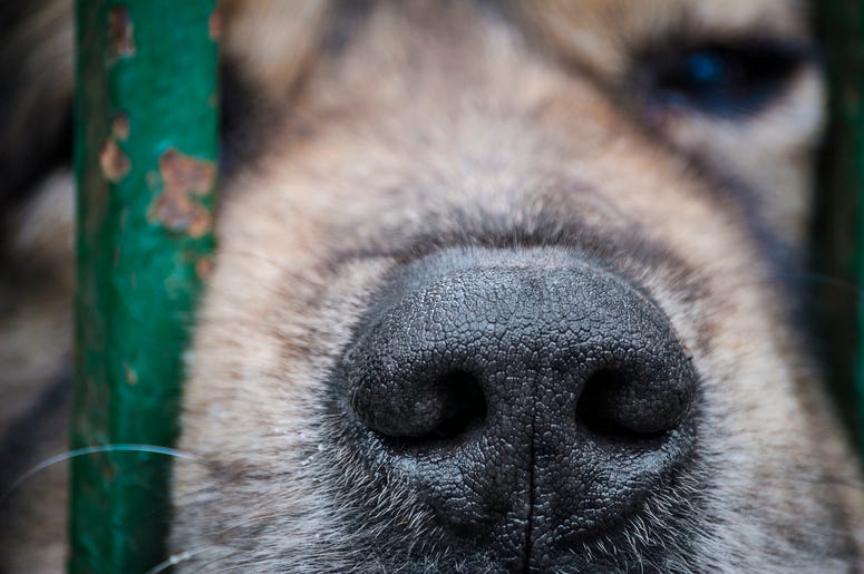 Dog Nose In Fence dog nose in fence