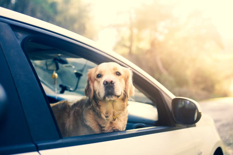 Dog Riding In Car dog in passenger seat