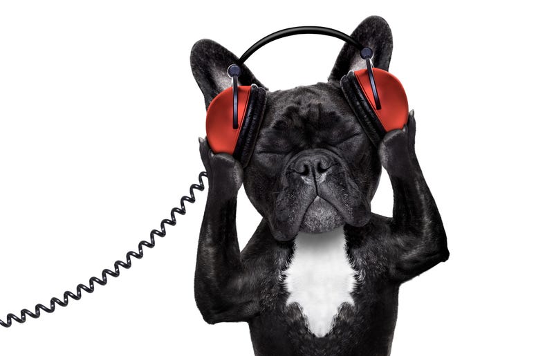 Dog With Headphones dog wearing headphones