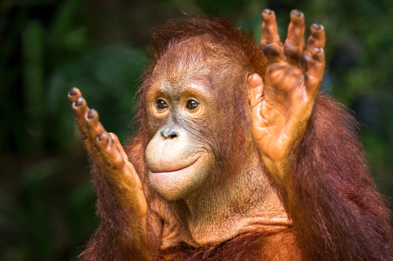 Orangutan