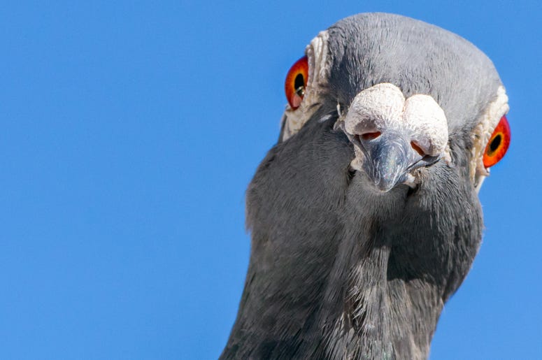 Pigeon