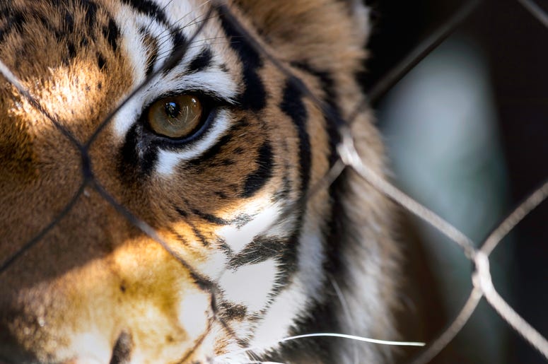 Tiger in cage