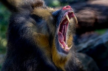 Baboon With Mouth Open