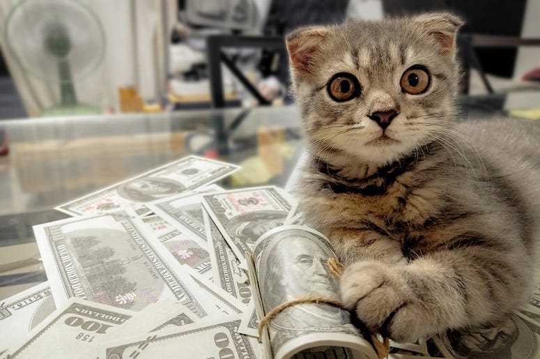Kitten With Cash
