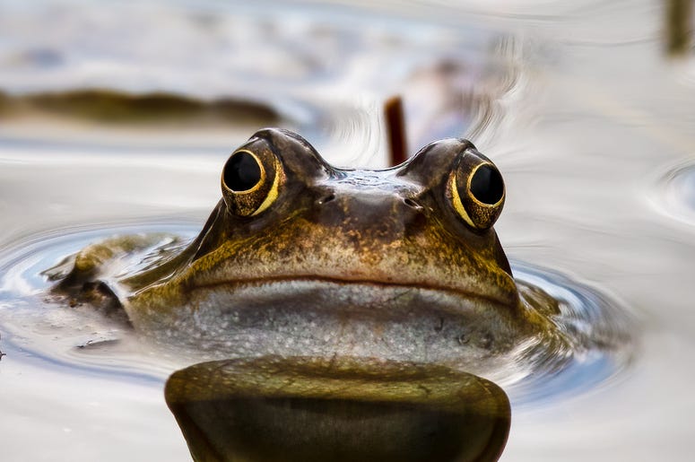 Lake Frog