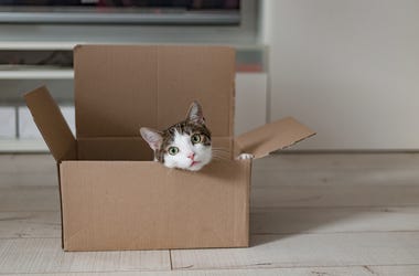 Cat In A Box