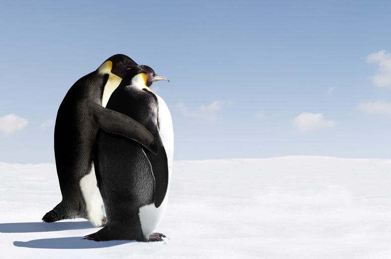 Penguins