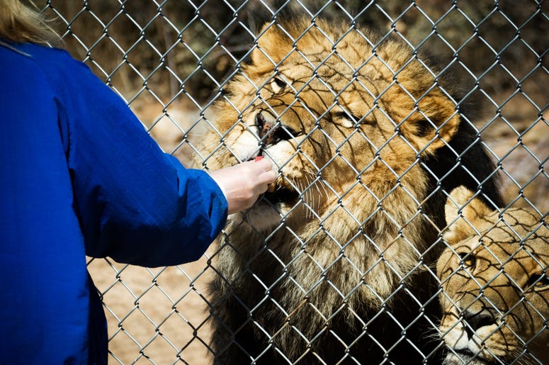 Zoo Lions