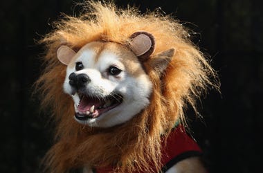 Lion Dog