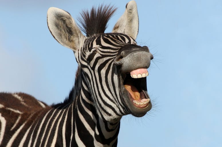 Zebra
