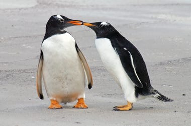 Penguins