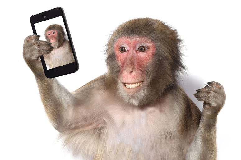 Monkey Selfie