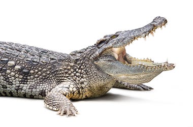 Alligator