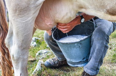 Milking Cow
