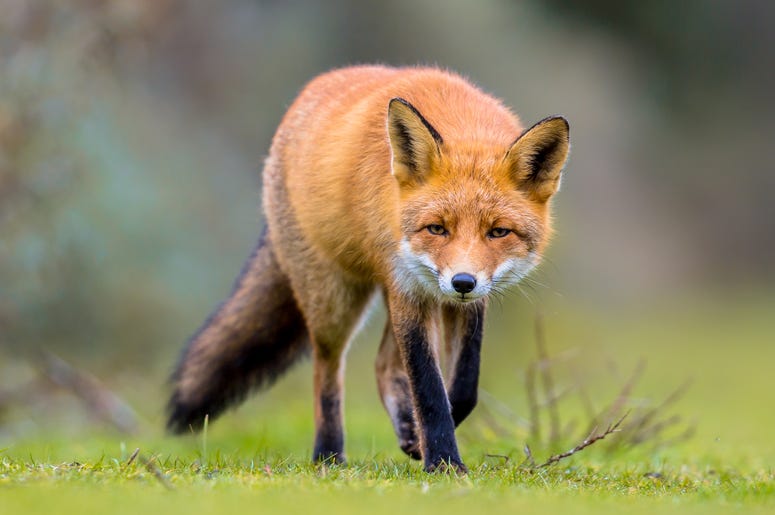 Wild Fox