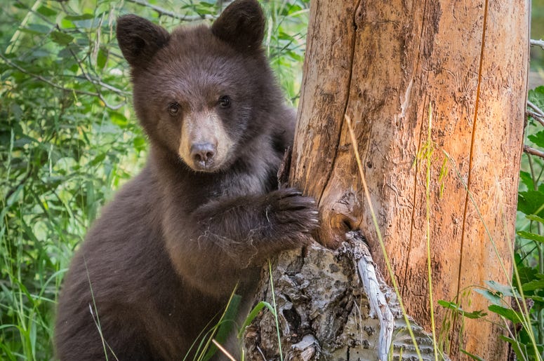 Bear Cub