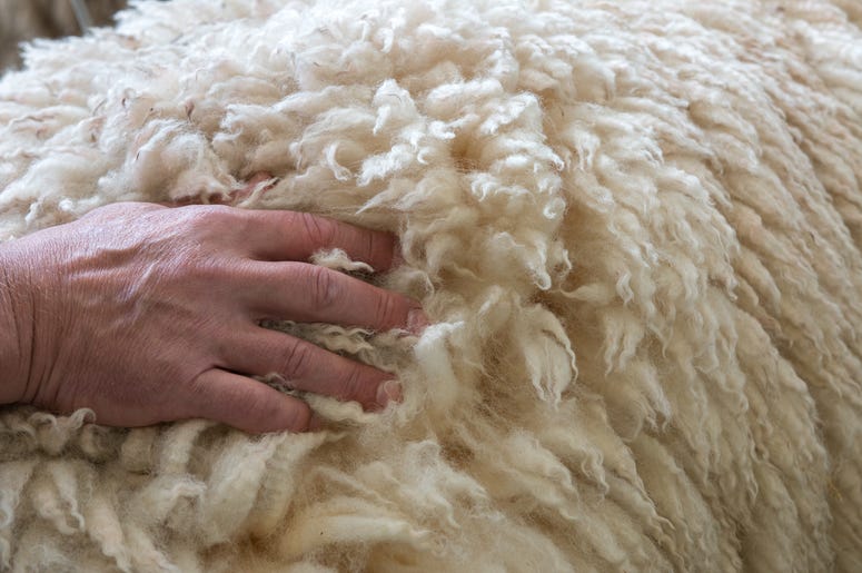 Man Pet Sheep