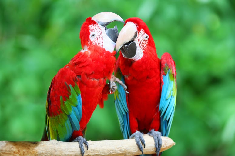 Parrots