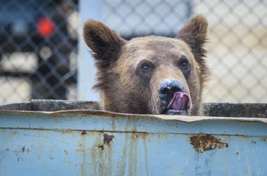 Bear Trash Can