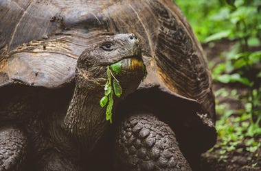 Giant Tortoise Giant Tortoise
