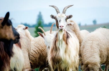 Goats goats