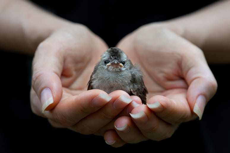 Hands Holding Baby Bird hands holding baby bird