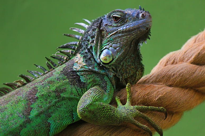 Iguana iguana on tree