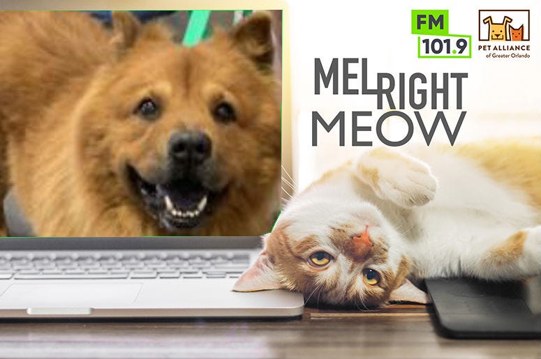 Happy @ Pet Alliance
